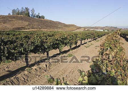 Picture - Grapes in vineyard. Fotosearch