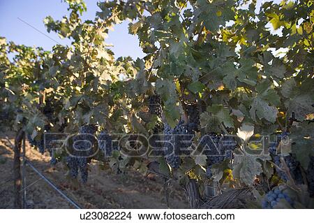 Picture - Grapes in vineyard. Fotosearch