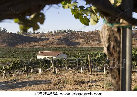 Grapes in vineyard View Large Photo Image Picture - Grapes in vineyard. Fotosearch