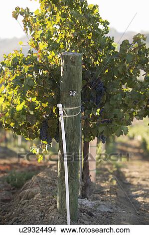 Picture - Grapes in vineyard. Fotosearch