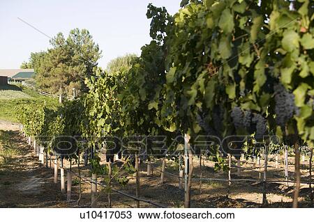 Stock Image - Grapes in vineyard. Fotosearch