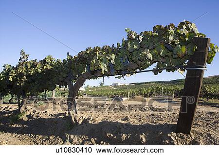 Stock Image - Grapes in vineyard. Fotosearch