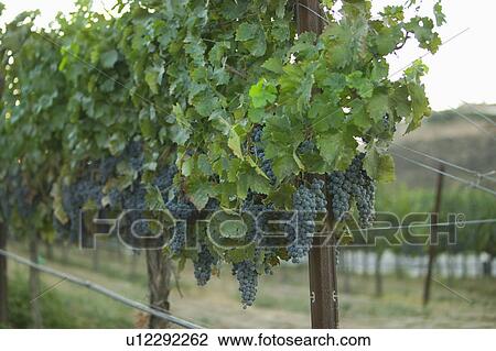 Grapes in vineyard View Large Photo Image Stock Image - Grapes in vineyard. Fotosearch