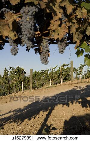 Stock Image - Grapes in vineyard. Fotosearch