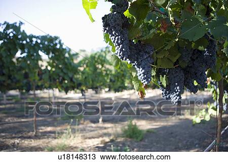 Grapes in vineyard View Large Photo Image Stock Image - Grapes in vineyard. Fotosearch