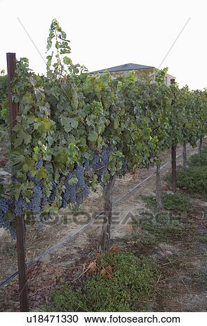 Stock Image - Grapes in vineyard. Fotosearch