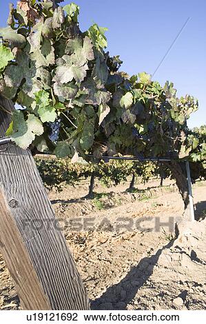Stock Image - Grapes in vineyard. Fotosearch