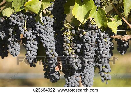 Grapes in vineyard View Large Photo Image Stock Image - Grapes in vineyard. Fotosearch