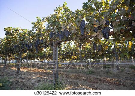 Grapes in vineyard View Large Photo Image Stock Image - Grapes in vineyard. Fotosearch
