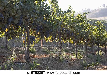 Grapes in vineyard View Large Photo Image Stock Photo - Grapes in vineyard. Fotosearch