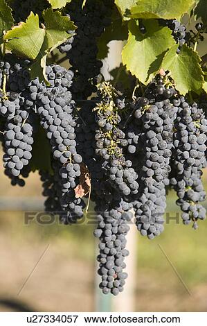 Stock Photo - Grapes in vineyard. Fotosearch
