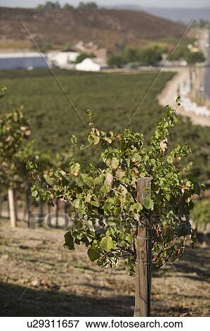 Stock Photo - Grapes in vineyard. Fotosearch