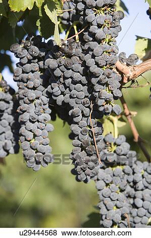Stock Photo - Grapes in vineyard. Fotosearch