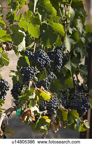Grapes in vineyard View Large Photo Image Stock Photograph - Grapes in vineyard. Fotosearch
