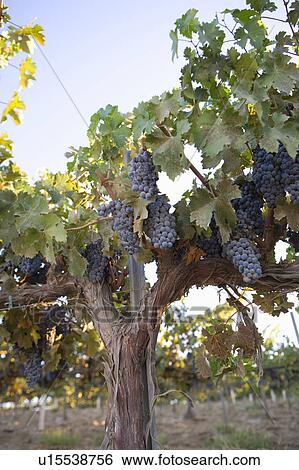 Stock Photograph - Grapes in vineyard. Fotosearch