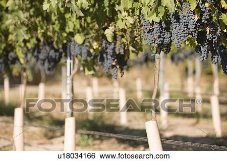 Grapes in vineyard View Large Photo Image Stock Photograph - Grapes in vineyard. Fotosearch