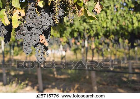 Grapes in vineyard View Large Photo Image Stock Photograph - Grapes in vineyard. Fotosearch