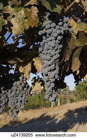 Grapes in vineyard View Large Photo Image Stock Photography - Grapes in vineyard. Fotosearch