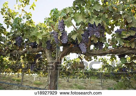Stock Photo - Grapevines with Bunches of Grapes. Fotosearch