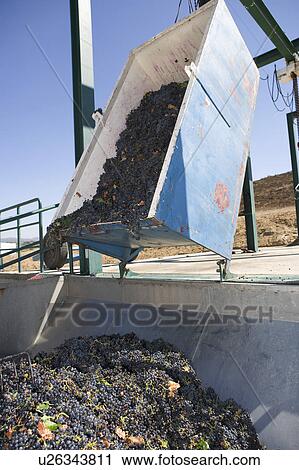 Stock Image - Harvested grapes in container. Fotosearch