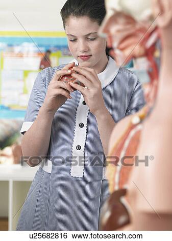 Stock Photograph - High school student examining part of anatomical model in classroom. Fotosearch