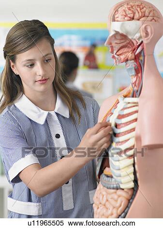 High school student examining part of anatomical model, in classroom View Large Photo Image Stock Photography - High school student examining part of anatomical model, in classroom. Fotosearch