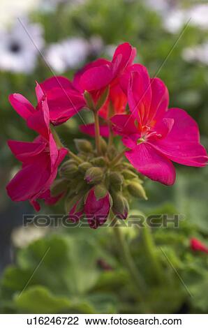 Magenta flower blossom, (close-up) View Large Photo Image Stock Image - Magenta flower blossom, (close-up). Fotosearch