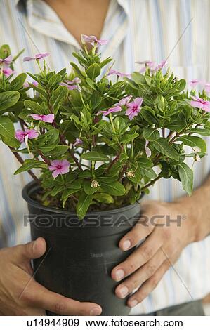 Man Holding Potted Plant, mid section, close up View Large Photo Image Stock Photo - Man Holding Potted Plant, mid section, close up. Fotosearch