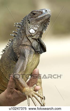 Stock Photography - Man's Hand Holding Iguana, side view, close-up. Fotosearch