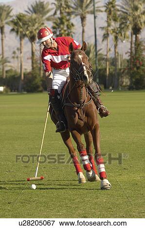 Stock Photo - Polo Player leaning down from polo pony, Advancing Ball on polo field during match. Fotosearch