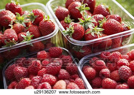 Stock Photo - Punnets of strawberries and raspberries, close-up. Fotosearch
