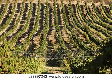 Stock Image - Rows of Grapevines. Fotosearch