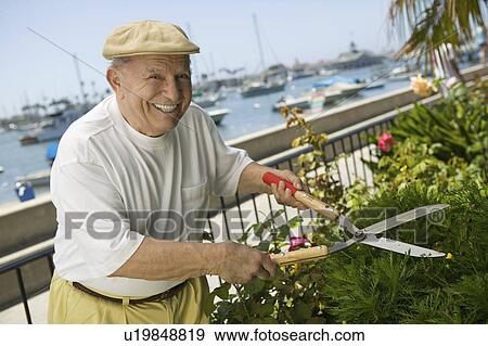 Stock Photo - Senior man clipping hedge. Fotosearch