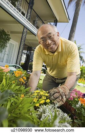Senior man gardening, (portrait) View Large Photo Image Stock Image - Senior man gardening, (portrait). Fotosearch