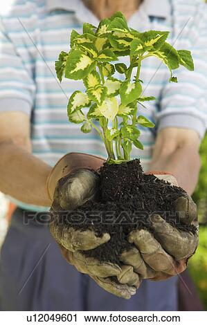 Stock Image - Senior man holding seedling in garden, close-up of plant. Fotosearch