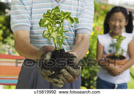 Stock Image - Senior man holding seedling in garden, close-up of plant, granddaughter in background. Fotosearch