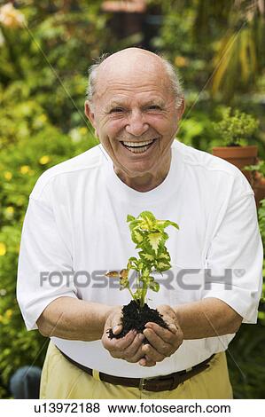Stock Photo - Senior man holding seedling in garden, (portrait). Fotosearch