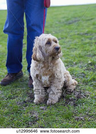 Stock Photograph - Senior man with walking dog, (low section). Fotosearch