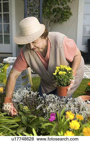 Stock Photo - Senior woman gardening. Fotosearch