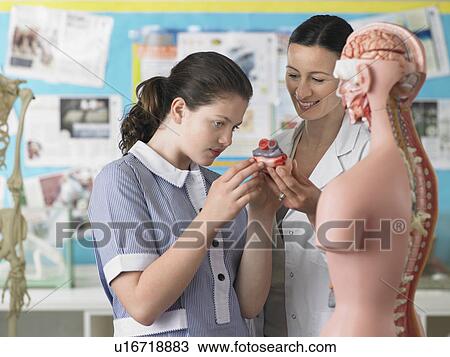 Stock Image - teacher with student examining part of anatomical model in classroom. Fotosearch