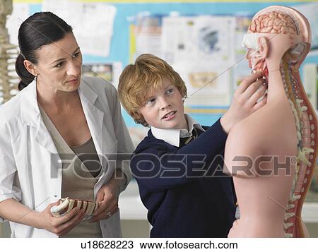 Stock Image - Teacher with student examining part of anatomical model in classroom. Fotosearch