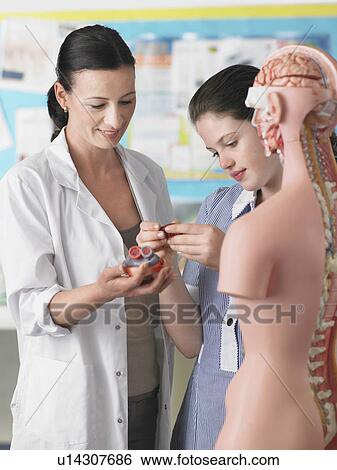 Stock Photograph - Teacher with student examining part of anatomical model. Fotosearch