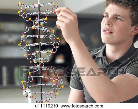 Stock Image - Teenage boy working on DNA model in science class. Fotosearch