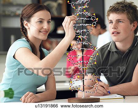 Stock Photograph - Teenagers working on DNA model in science class. Fotosearch