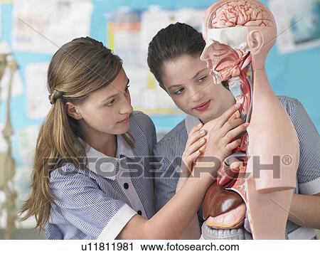 Stock Image - Two high school students examining part of anatomical model, in classroom. Fotosearch