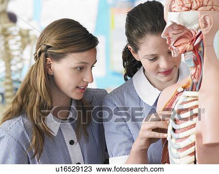 Stock Image - Two high school students examining part of anatomical model in classroom. Fotosearch