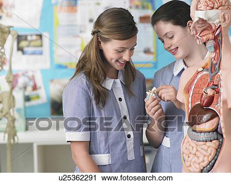Two high school students examining part of anatomical model, in classroom View Large Photo Image Stock Image - Two high school students examining part of anatomical model, in classroom. Fotosearch