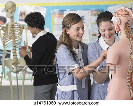 Stock Image - Two laughing high school students examining part of anatomical model, in classroom. Fotosearch