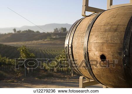 Wine barrel in vineyard View Large Photo Image Stock Photograph - Wine barrel in vineyard. Fotosearch