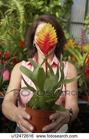 Stock Photograph - Woman holding tropical plant, covering face. Fotosearch